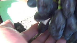 Ртищевский виногад - Мускат Медовый, Подарок Белоруссии 02.09.2025