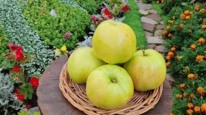 Чудное - летний сорт яблони