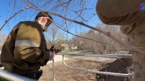 Во дворах, где будут проводить благоустройство, сносят аварийные деревья