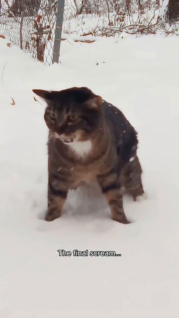 Приколы с кошками.