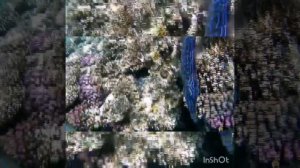 Мой любимец-расписной алутер, он же-рыба-напильник, он же - татуированный чувак! Park Regency Sharm