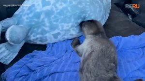 Оставшуюся без мамы нерпу приняли на реабилитацию в Петербурге