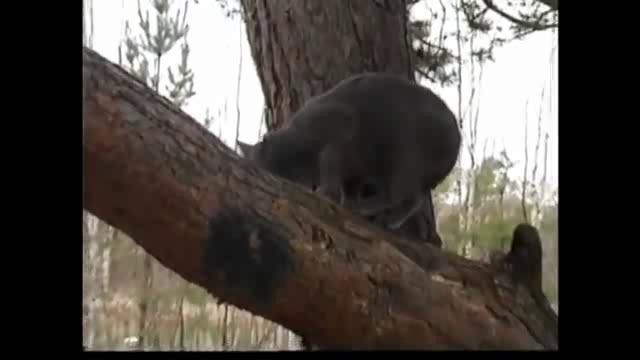 У котёнка день рождения. Песня. Кот в лесу.