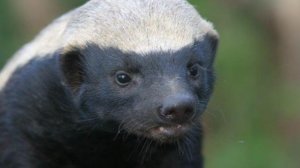 Honey Badger Медоеду все пофиг