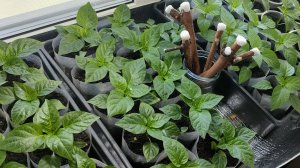 Обзор рассады. 10-03-2026