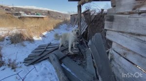 Алабай в чужом огороде ,а я за папой смотрю