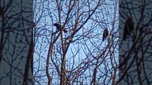 Посланники весны  © Copyright: Бронислав Сычёв, 2026
Свидетельство о публикации №126031002725