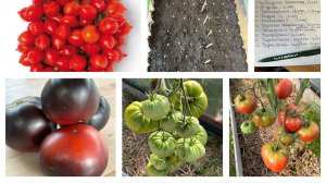 8 Марта! Сею томаты! Все меняю! Докупка семян!