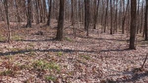 Променад по лесу с металодетектором,встреча неожиданная.