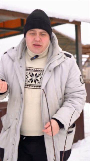 Яблоня на Грани - тесть в шоке