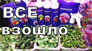 Не всходят семена? Плохо растет рассада? Сделай так и результат обрадует