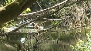 И снова Ворскла 1999