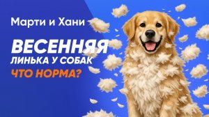 ВЕСЕННЯЯ ЛИНЬКА У СОБАК: ЧТО НОРМА, А КОГДА ПОРА К ВЕТЕРИНАРУ?