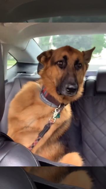 Бедные пушистики будни псов после анестезии