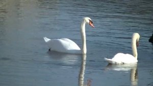 Sugar Me / Мой славный  (клип)