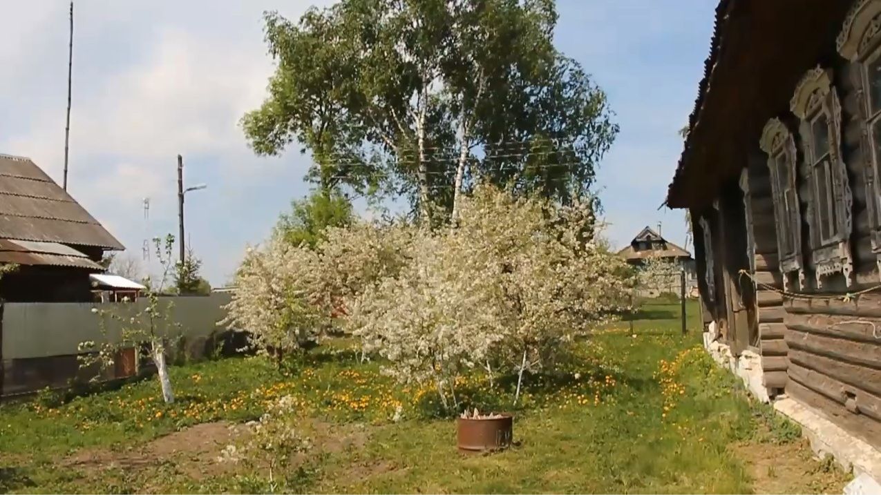 Вместе у дороги – «ЛЮДИ И ДЕРЕВЬЯ»! КЛИП моего стихотворения из цикла «Поэзия земли нижегородской»