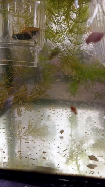 Самка меченосца стала мамой