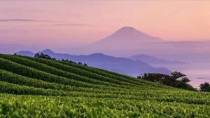 🎼. «Concerto in D Minor, BWV 974: II. Adagio»  - Víkingur Ólafsson