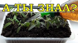 ЧТО ДЕЛАТЬ, чтобы рассада не тянулась??!!