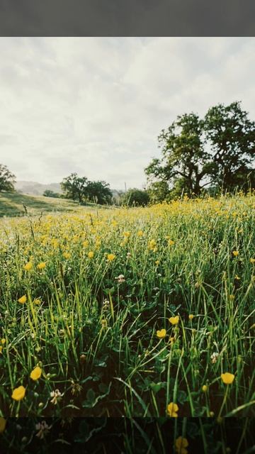 Стихотворение _Мир мой зелёный_ Капитолины Тюленевой