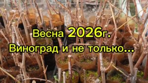 Весна 2026г. Виноград и не только...