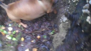 139 2019.08.19._13.50.30 Манька и забавные грибы.