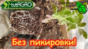 РАССАДА ТОМАТОВ для ленивых: ни одной пересадки до грунта. Супер-способ: мощная рассада без лишнего.