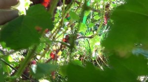 Ртищевский виноград на 02.09.2025