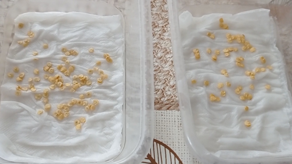 Семена перца ОсмарскоКамбе