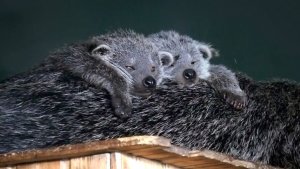 У молодой пары бинтуронгов родилась тройня!