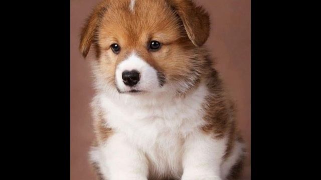 идеи для собак.