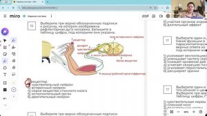 ОГЭ: Нервная система
