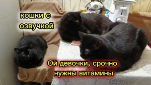 КОШКИ С ОЗВУЧКОЙ.