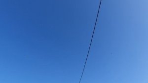 10.03.26 г. Андижанская порода голубей (2)