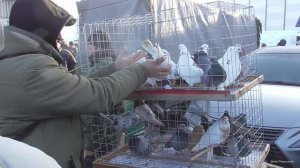 Ярмарка голубей. Бронницы 7 марта 2026 года фильм 3