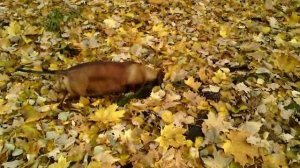 095 2018.10.16_09.30.55 Маня ловит мышей в парке.