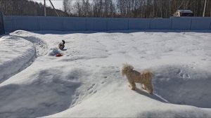 Снежные побегушки