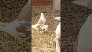 голуби Ломова спариваю 26