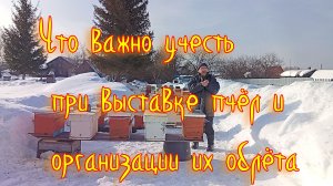 Что важно учесть при выставке пчёл и организации их облёта