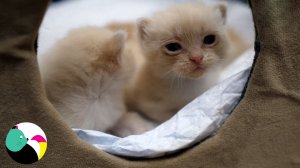 Котенок вышел из домика и зовет  свою маму.