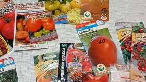 Посев томатов на рассаду. Сорта томатов, устойчивые к кладоспориозу.