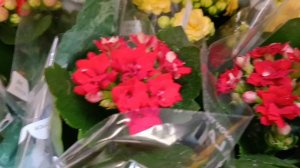 #красиаые цветочки