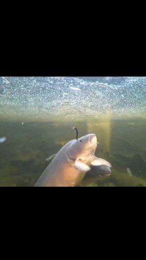 Видео от За Трофеем: Охота и Рыбалка