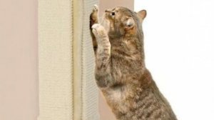 Кошка царапает стены