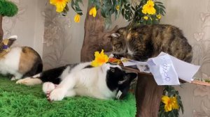 Распаковка посылок от подписчиков!🐱❤️ Смотрим что вы прислали!📦🥰