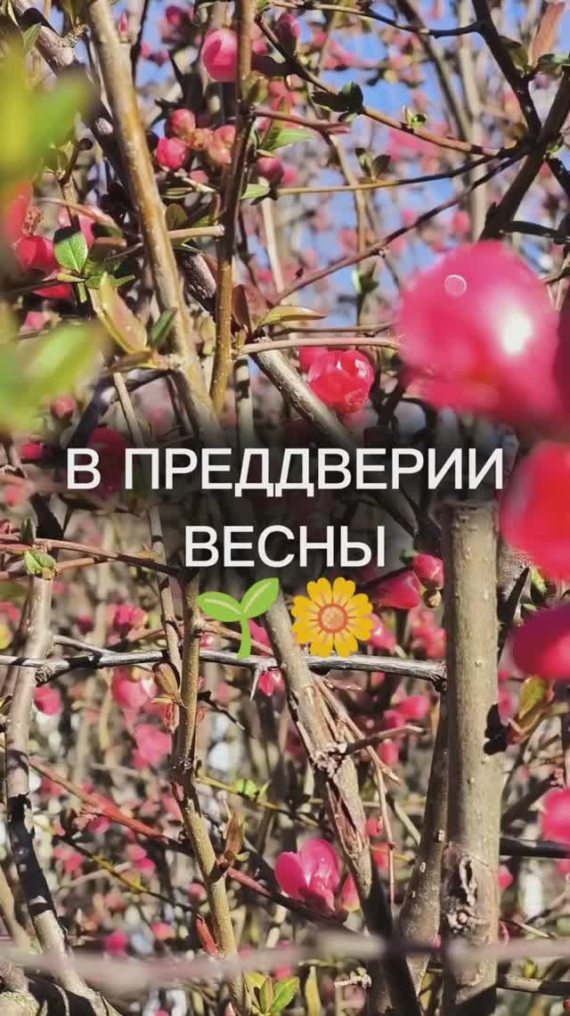 +18, СОЛНЕЧНО, НА НЕДЕЛЕ НА КУБАНИ! В ПРЕДДВЕРИИ ВЕСНЫ...