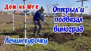 Открыл и подвязал виноград. Что с курицей?