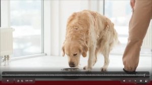 Санитарная безопасность кормов для кошек и собоак Пест контроль