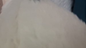 Вечеринка у Гуся Обнимусевича дома