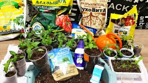 10.03.26. Пикировка и перевалка рассады перцев.